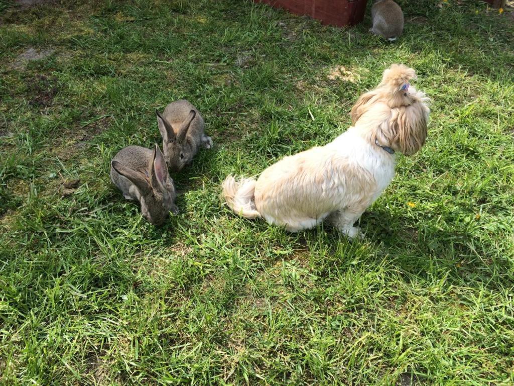 Agro Na Wapniarni Villa Biala  Kültér fotó