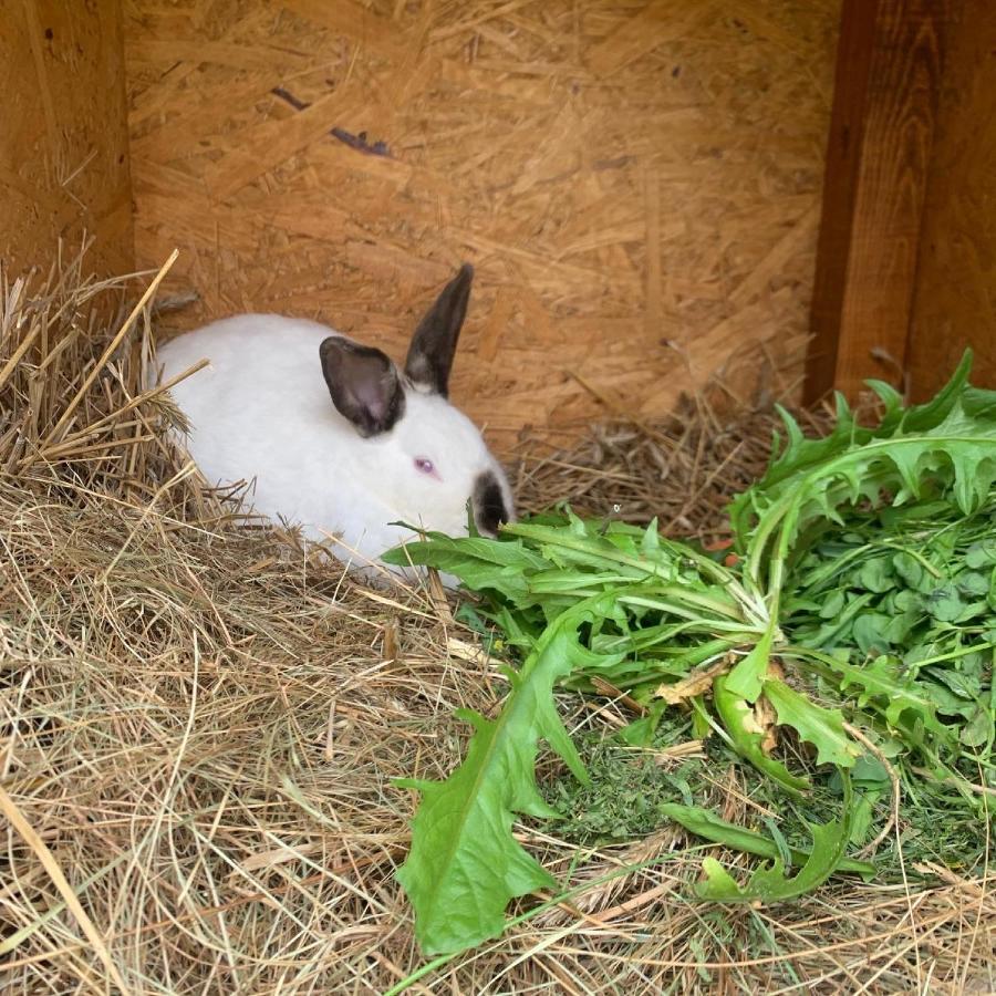Agro Na Wapniarni Villa Biala  Kültér fotó