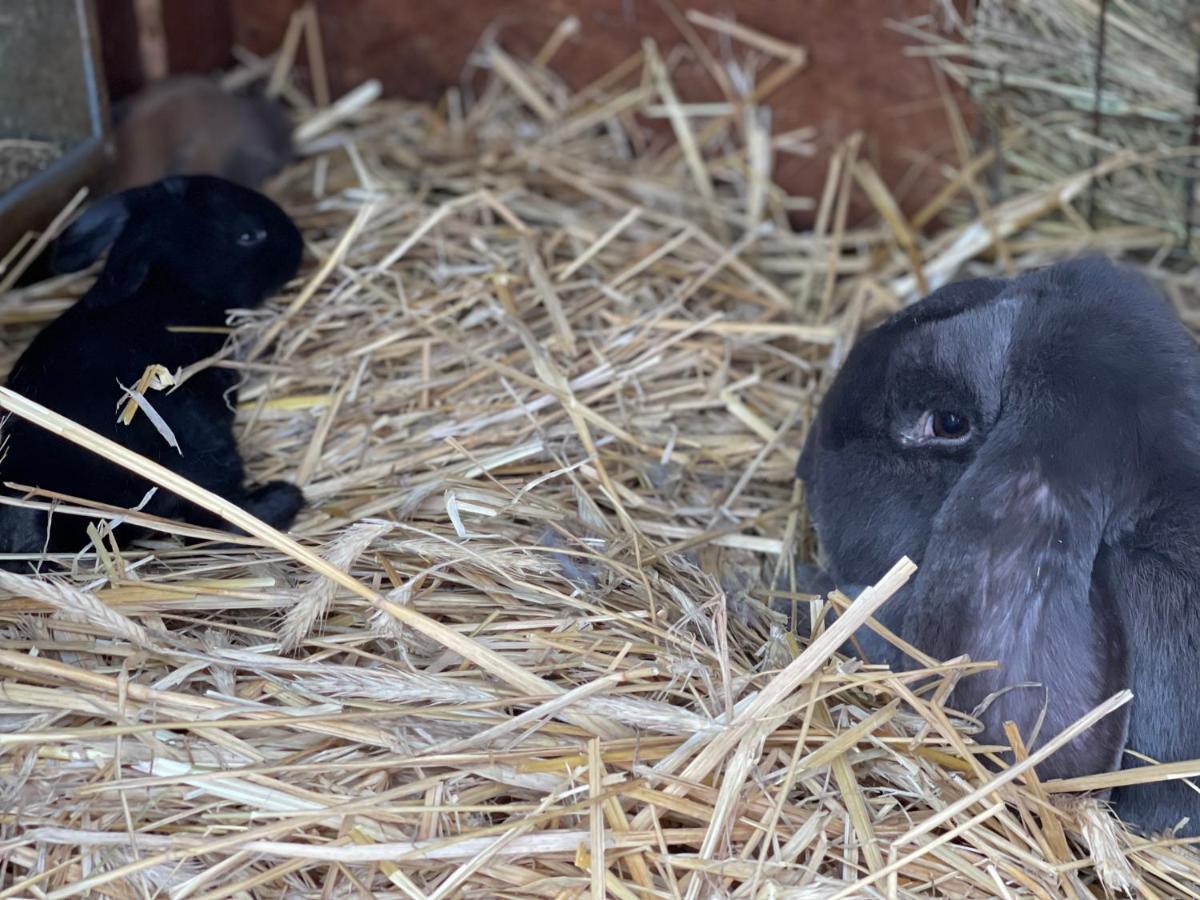Agro Na Wapniarni Villa Biala  Kültér fotó